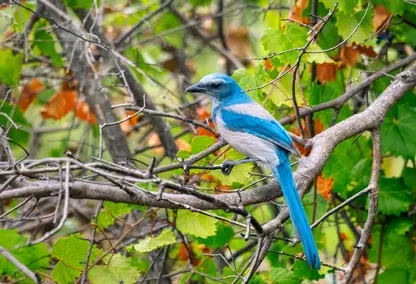 Florida Scrub Jay in tree