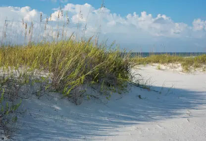 sandy beach and beach grass on sunny day, Florida