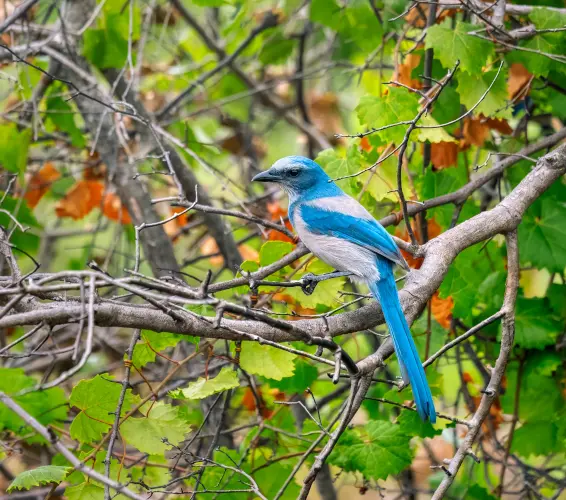 Florida Scrub Jay in tree