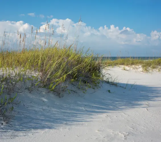 sandy beach and beach grass on sunny day, Florida